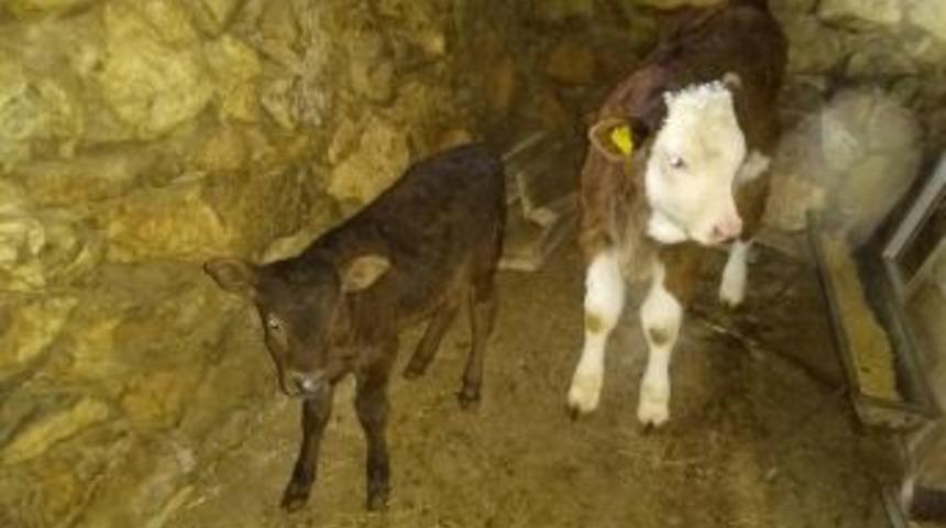 Eğirdir&rsquo;de 2017 Yılı 1&rsquo;inci D&ouml;nem Buzağı Destekleme &Ouml;demesi Başladı