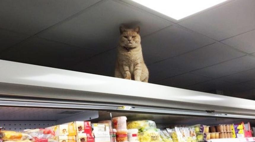 Defalarca Kovulsa da Marketten &Ccedil;ıkmayan Kedi İle Tanıştınız Mı?