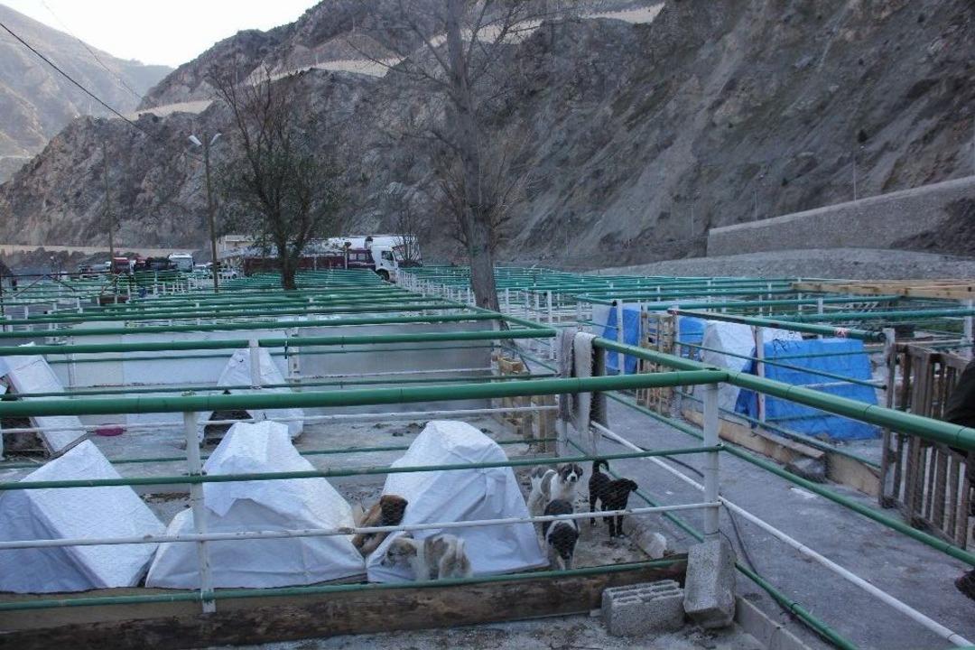 Kurban Pazarı Yerini Sokak Hayvanlarına Bıraktı