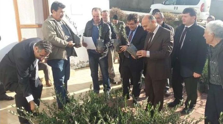 Yangında Zarar G&ouml;ren &Uuml;reticilere Zeytin Fidanı Dağıtıldı