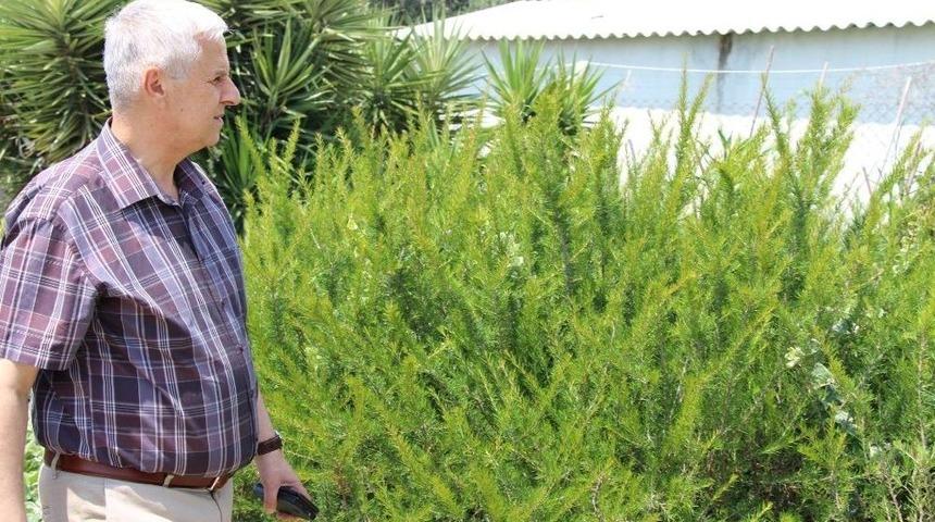 Söke Belediyesi Kendi Üretimi Çiçekleriyle Kenti Renklendiriyor