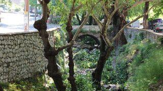 Anıtlar Kurulundan İzin Çıktı, Asırlık Çınarlar Bakıma Alındı