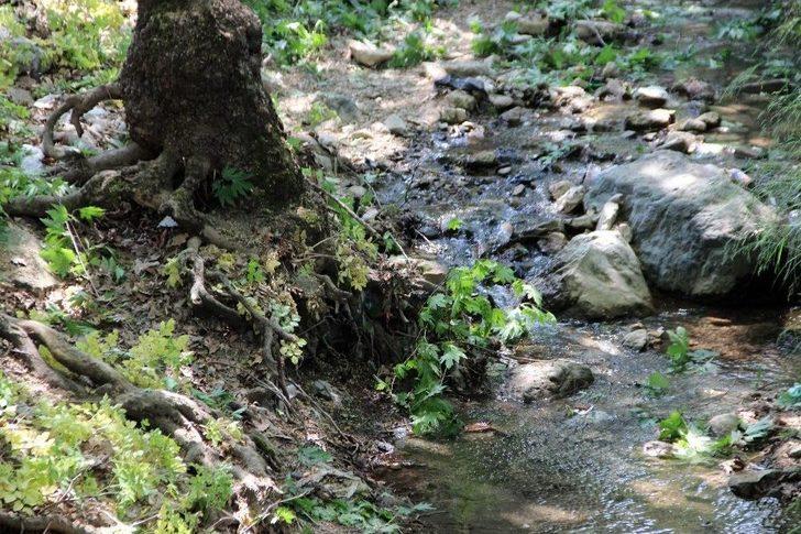 Anıtlar Kurulundan İzin Çıktı, Asırlık Çınarlar Bakıma Alındı G2