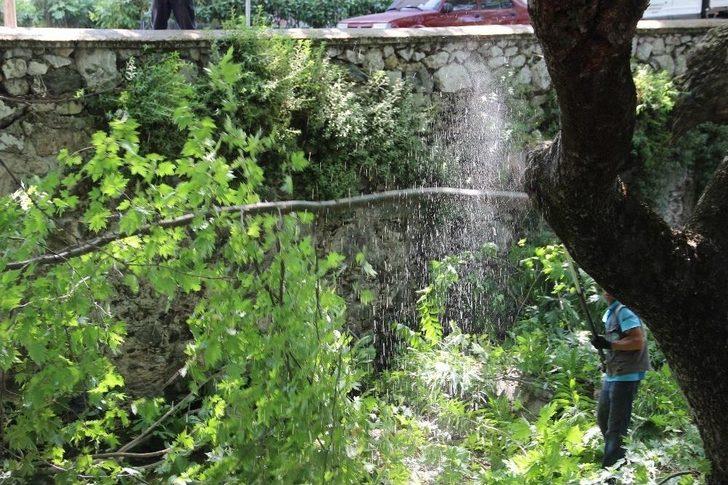 Anıtlar Kurulundan İzin Çıktı, Asırlık Çınarlar Bakıma Alındı G3