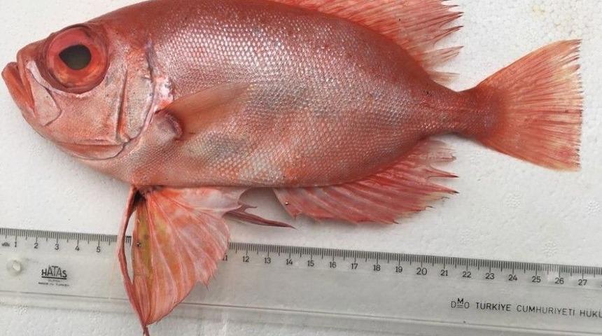 Mersin Dana Adası A&ccedil;ıklarında İlk Kez &rsquo;manda G&ouml;z&rsquo; Balığı Yakalandı