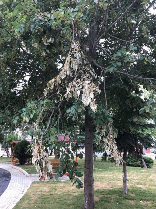 Bozüyük’te Ihlamur Ağaçları Talan Ediliyor