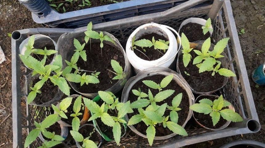 Zonguldak&rsquo;ta 200 K&ouml;k Hint Keneviri Ele Ge&ccedil;irildi