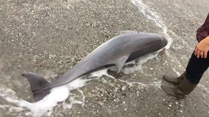 Tekirdağ Sahiline &Ouml;l&uuml; Yunus Vurdu