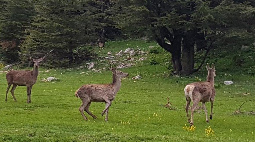 Kahramanmaraş&rsquo;ta Ala Geyikler Doğaya Bırakıldı