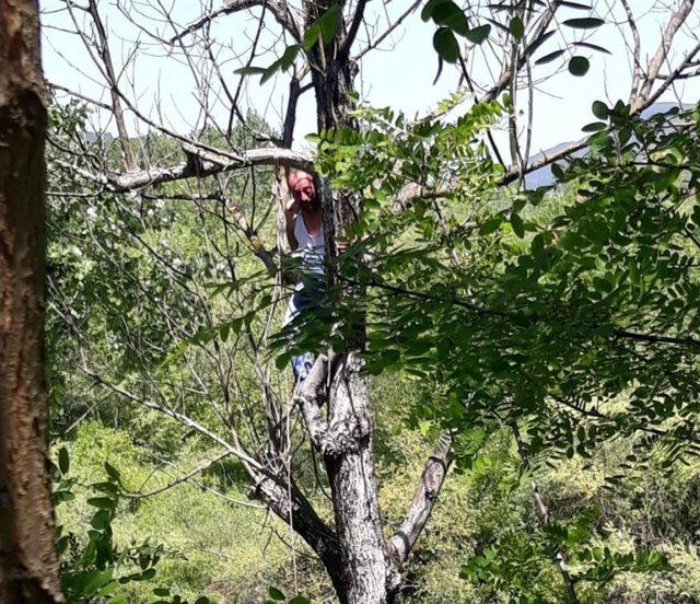 Elindeki İple Kavak Ağacına Çıkınca Ekipleri Alarma Geçirdi 1
