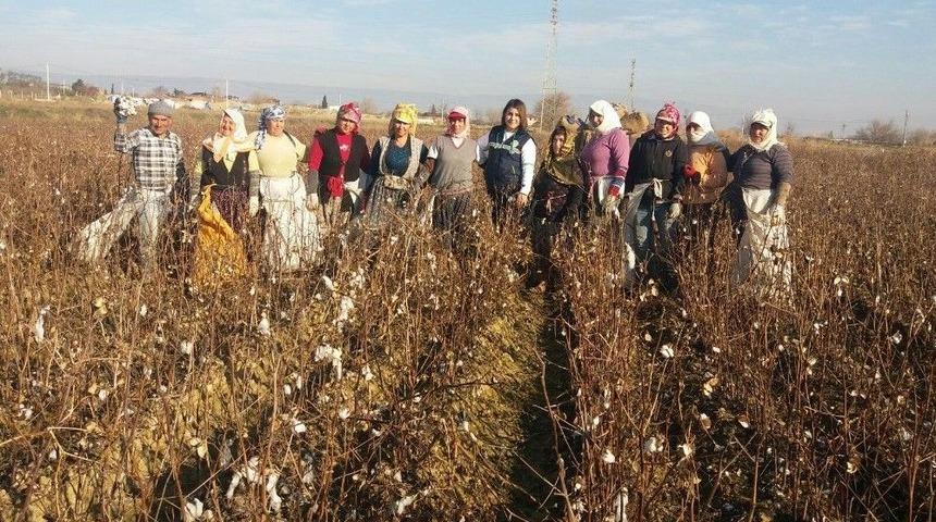 Tarlada Hemşire Bakım Hizmeti