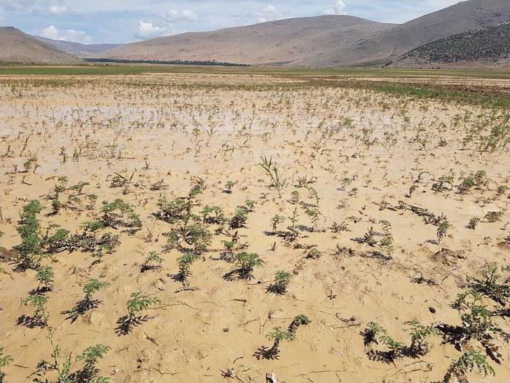 Antalya’da Şiddetli Yağmur Nohut Tarlalarını Çamur Deryasına Çevirdi G2