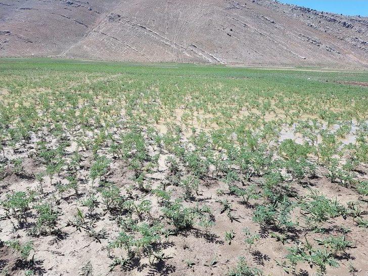 Antalya’da Şiddetli Yağmur Nohut Tarlalarını Çamur Deryasına Çevirdi G3