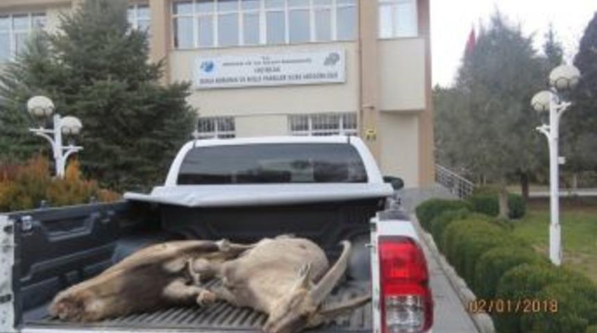 Erzincan Da Yaban Ke&ccedil;isini Vuran 4 Avcıya 29 Bin 636 Tl Para Cezası Kesildi