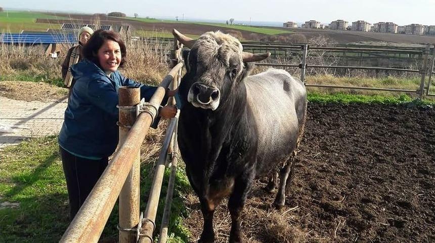T&uuml;rkiye&rsquo;nin İlk Klon Sığırları Tekirdağ&rsquo;a Getirildi
