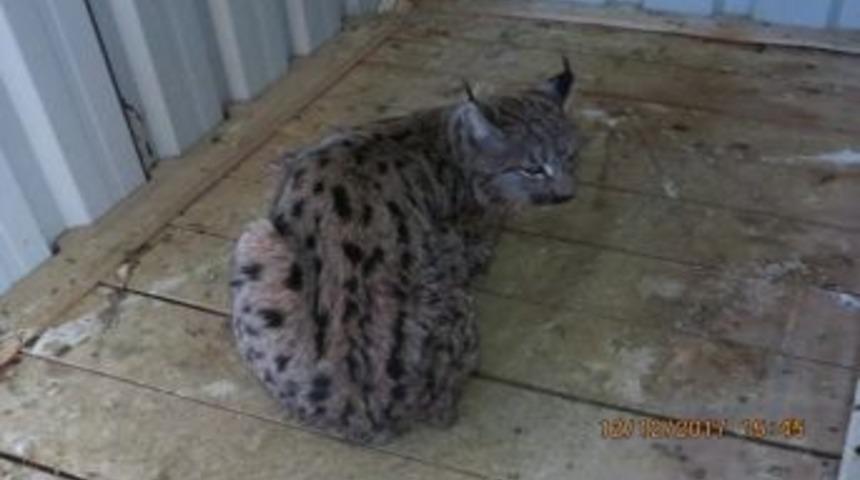 Erzincan Da Yaralanan Vaşak, Doğal Ortamına Bırakılıyor