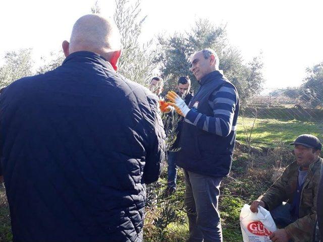 Salihli’de Üreticilere Zeytin Budama Eğitimi Verildi