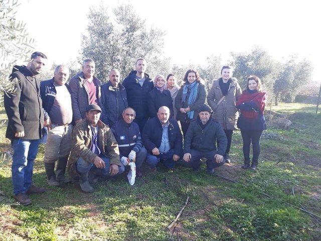 Salihli’de Üreticilere Zeytin Budama Eğitimi Verildi