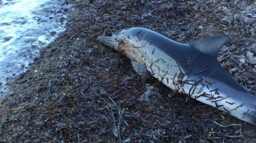Kurşunla Vurulduğu İddia Edilen Yunus Kıyıya Vurdu