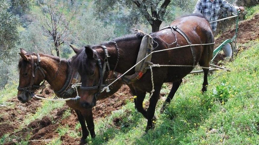 Desteklemeler Cazip Hale Geldi, Aydın&rsquo;da &Ccedil;ift&ccedil;i Sayısı Arttı