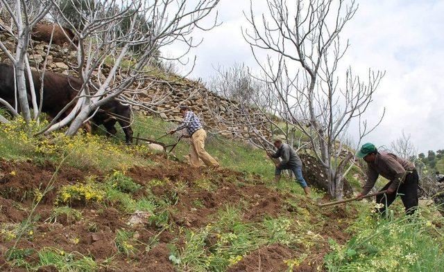 Desteklemeler Cazip Hale Geldi, Aydın’da Çiftçi Sayısı Arttı