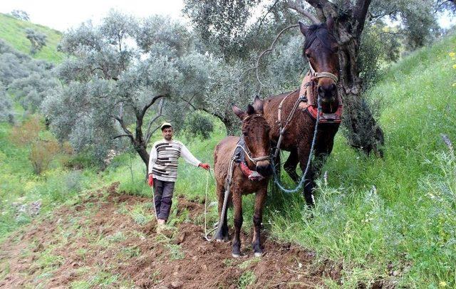 Desteklemeler Cazip Hale Geldi, Aydın’da Çiftçi Sayısı Arttı