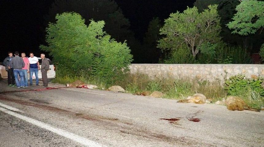 Koyun S&uuml;r&uuml;s&uuml;n&uuml; Otomobil &Ccedil;arptı: 22 Koyun Telef Oldu