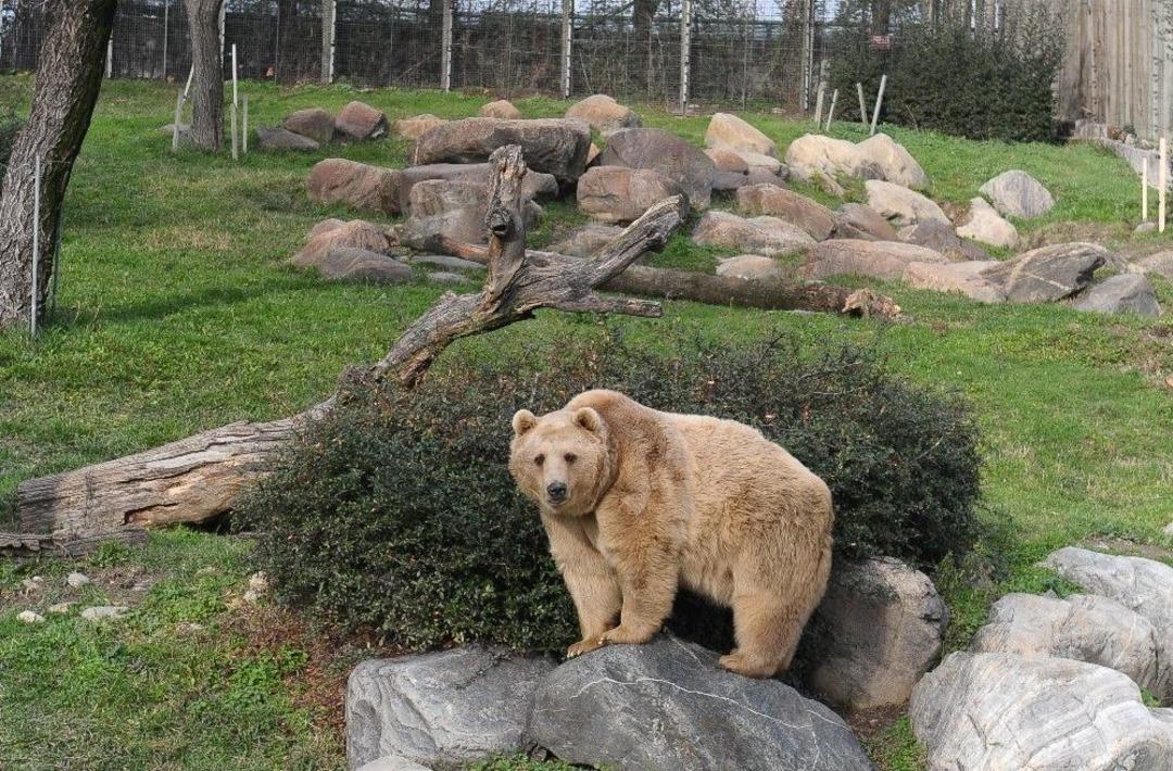 (&ouml;zel Haber) Ayılar Kış Uykusuna Yatmayı Unuttu