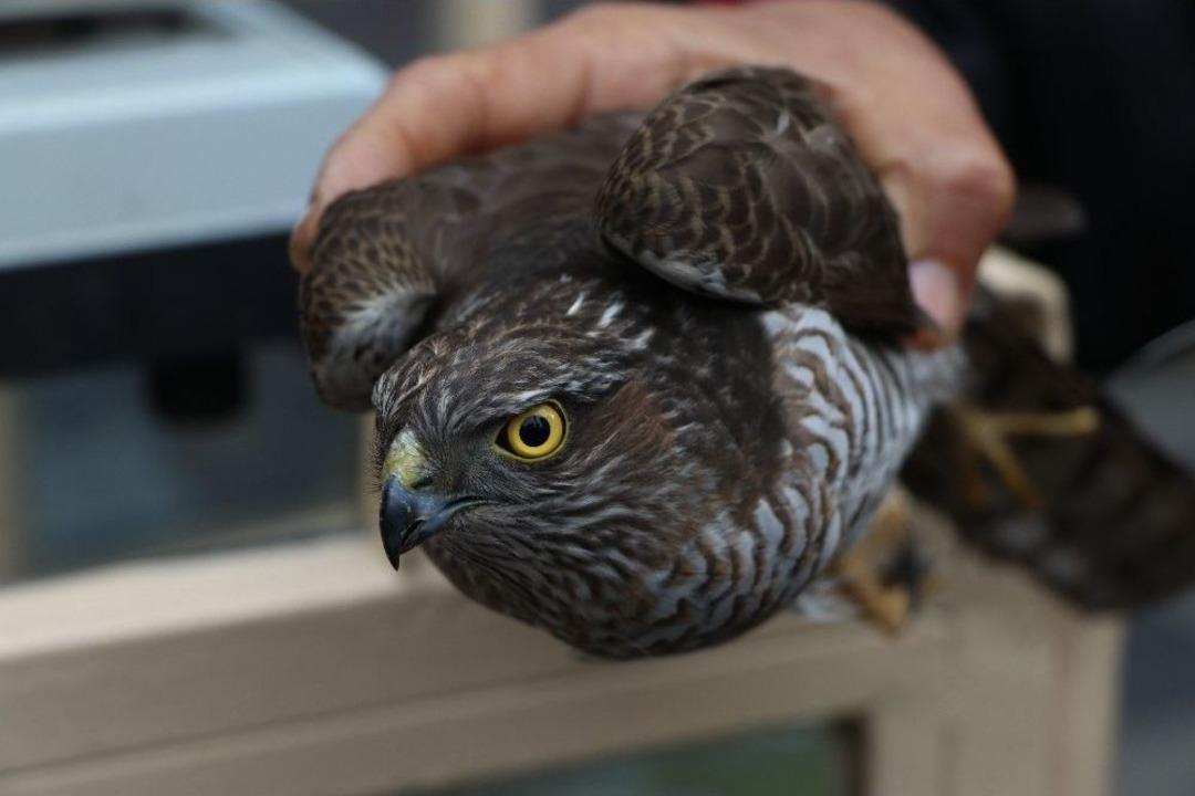 Kumruyu &Ouml;ld&uuml;rd&uuml;, Kendi &Ouml;l&uuml;mden D&ouml;nd&uuml;