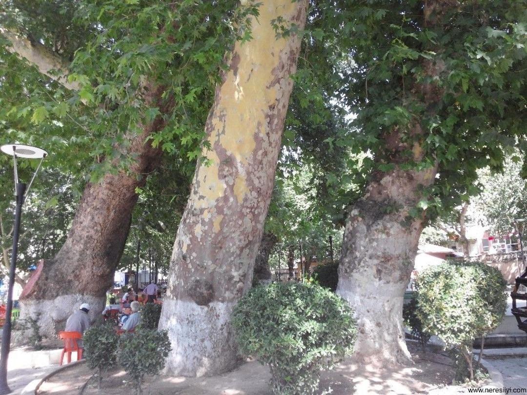 Asırlık &Ccedil;ınarlara &Ouml;zel Bakım