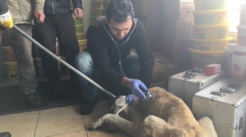 İpe Bağlı Olarak Sokağa Terk Edilen K&ouml;pek Barınakta Tedavi Edildi