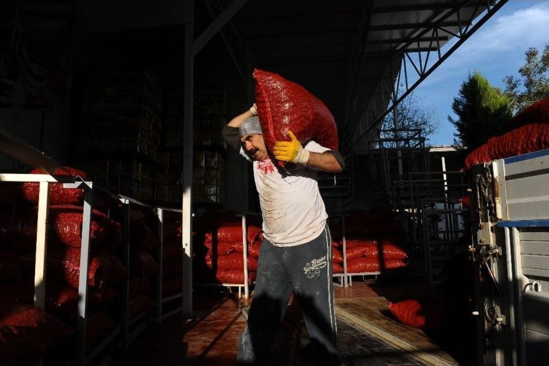 Şekerlemecilerin Kestane Alımı Yarı Yarıya D&uuml;şt&uuml;