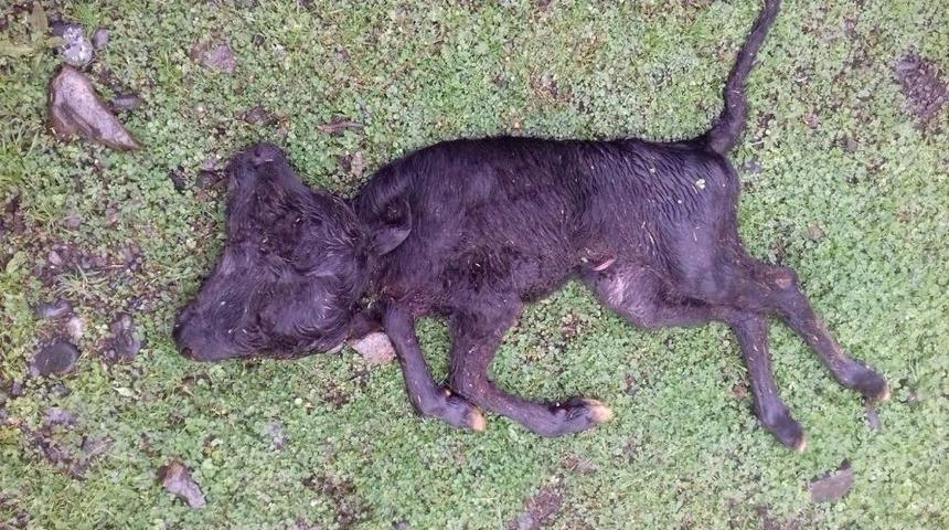 &Ccedil;ift Başlı Doğan Buzağı &Ouml;ld&uuml;