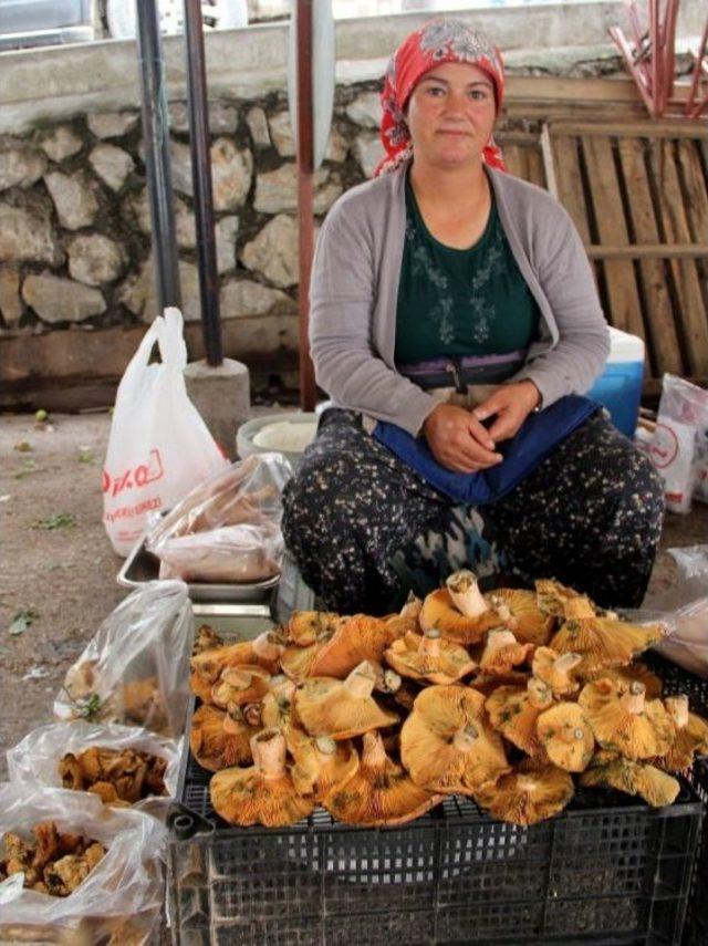 Bu Mevsimde Çıkınca Bakan Bir Daha Baktı