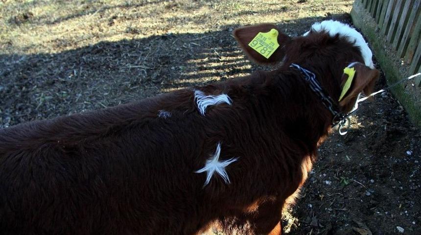 &Uuml;zerinde "ay-yıldız" Bulunan Buzağıyı 1 Milyon Dolara Satışa &Ccedil;ıkardı