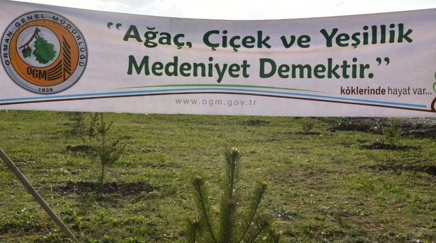 Ağrı&rsquo;da 24 Bin Ağa&ccedil; Dikimine Başlandı