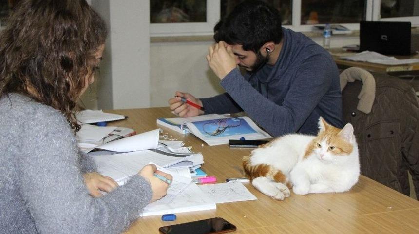 &Uuml;niversite K&uuml;t&uuml;phanesinin Maskotu Oldu