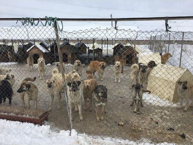 Ardahan Belediyesi Sokak Hayvanlarına Sahip Çıkıyor