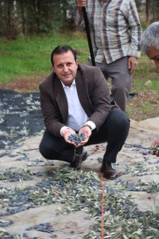 Başkan Soylu, Zeytin Topladı