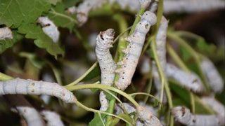 İpek Böcekçiliğine “genç Kan” Takviyesi
