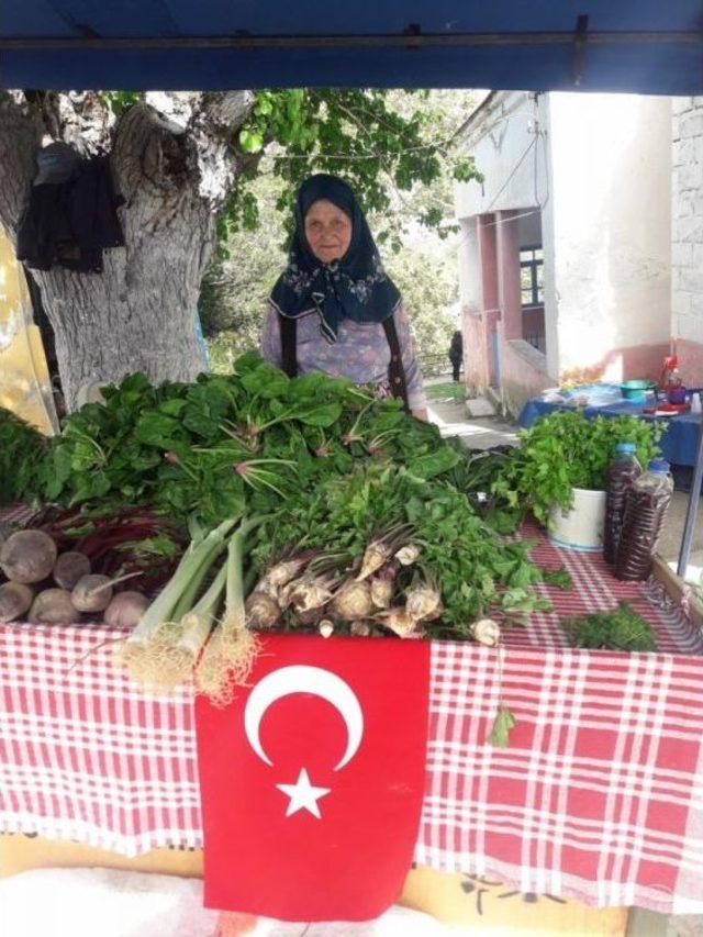 Tarihi Kavaklı Köyünde Bir Koca Çınar