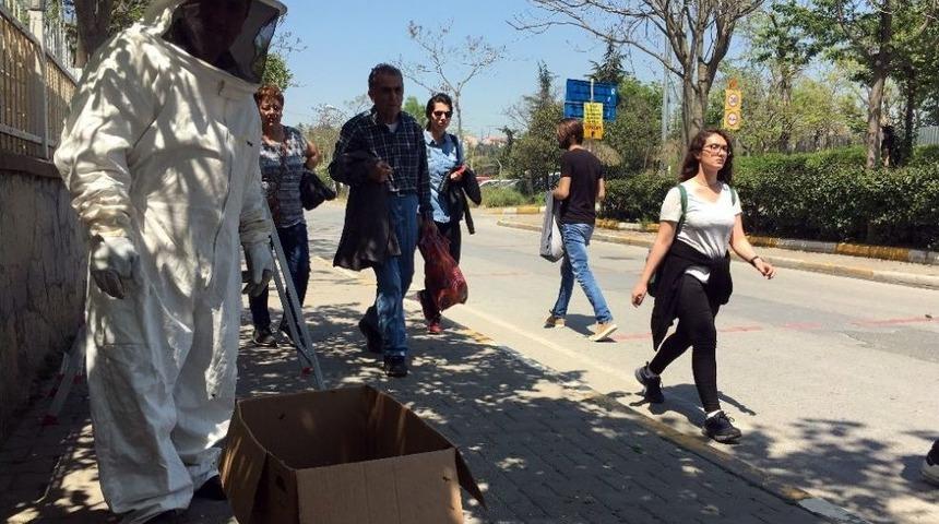 (&ouml;zel Haber) Kadık&ouml;y&rsquo;&uuml; Arılar Bastı