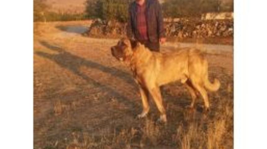 Yılbaşı Gecesi Yaşanan K&ouml;pek Hırsızlığı G&uuml;venlik Kamerasında