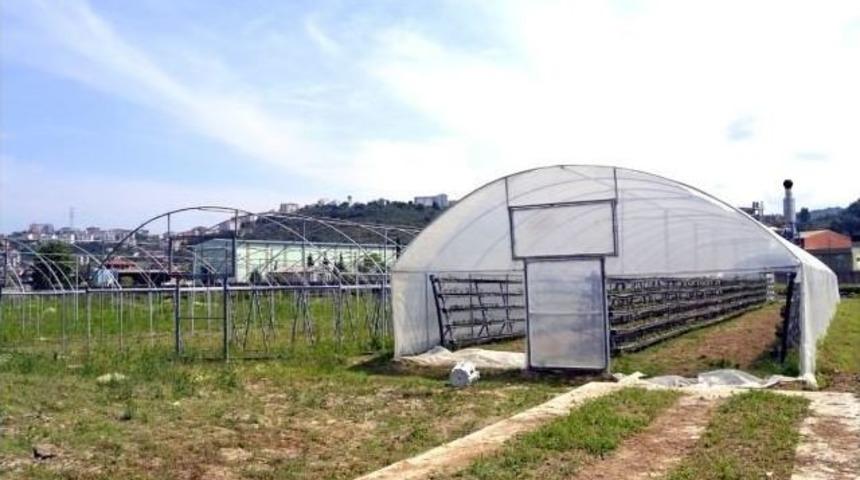 Fındığa Alternatif Süs Bitkisi