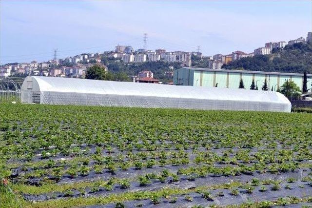 Fındığa Alternatif Süs Bitkisi