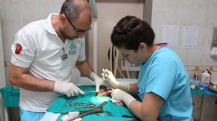 Bacağı Kırılan Kediler Sağlığına Kavuşacak