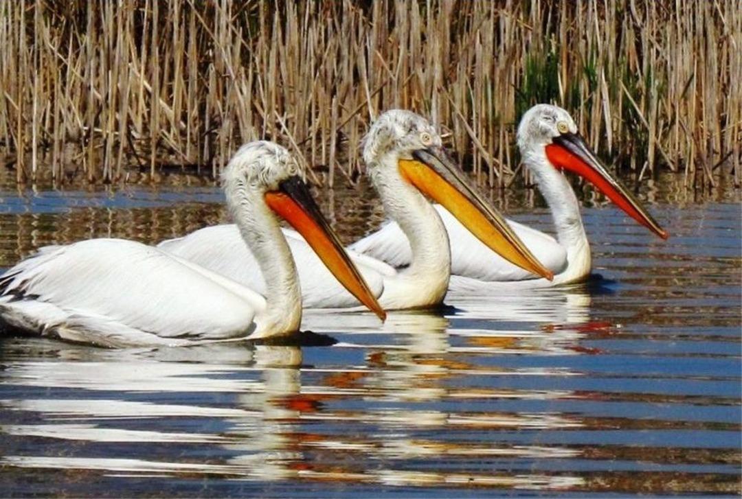 T&uuml;rkiye&rsquo;nin Botanik Bah&ccedil;esi Dilek Yarımadası Yeni Ziyaret&ccedil;ilerini Bekliyor