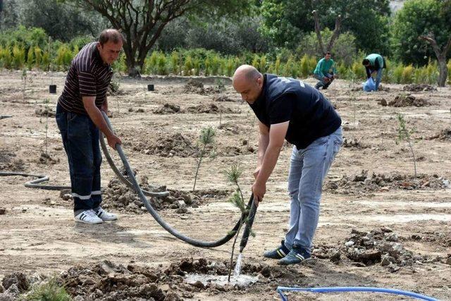 Aliağa’da Ağaç Dikim Etkinliği