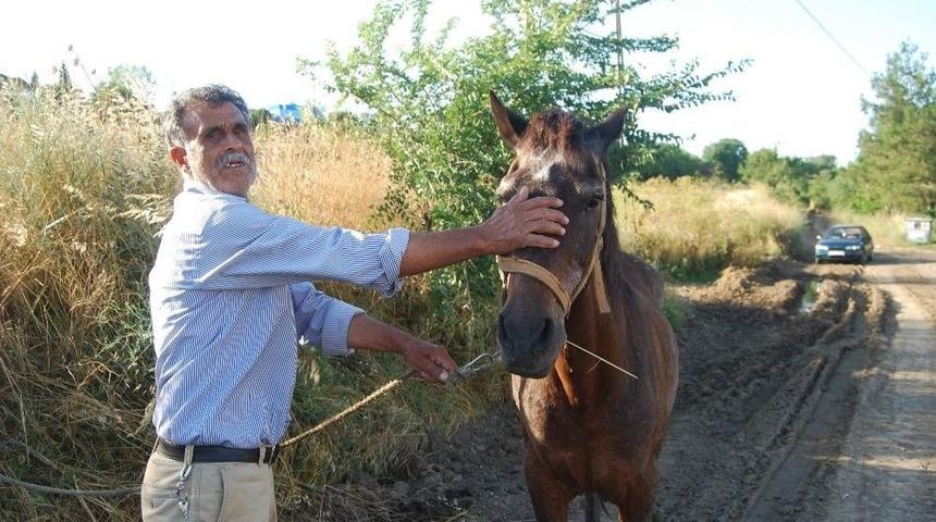 Tekirdağ&rsquo;da &Ccedil;amura Saplanan Atı İtfaiye Kurtardı