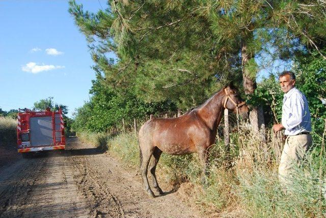 Tekirdağ’da Çamura Saplanan Atı İtfaiye Kurtardı